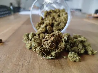 Cannabis online bestellt! #GameChanger – Erfahrungen mit CannaZen